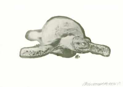 Robert Rauschenberg, Unit (Turtle), 1970
